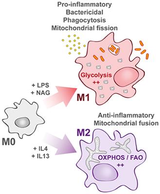 Pivotal Role of Mitochondria in Macrophage Response to Bacterial Pathogens